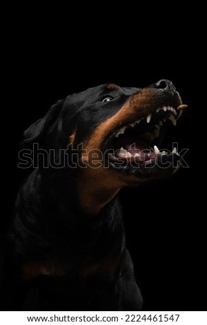 angry dog, grin, open mouth Rottweiler on a black background. black pet on dark