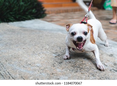 Chihuahua Angry High Res Stock Images Shutterstock