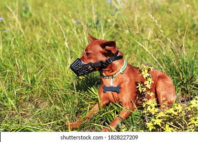 angry dog muzzle