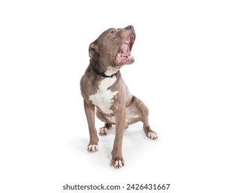 angry dog on a white background