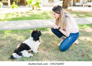 Angry Dog Owner Scolding Her Shih Tzu Puppy Because It Ran Away At The Park. Attractive Woman Talking To Her Dog About Its Bad Behavior