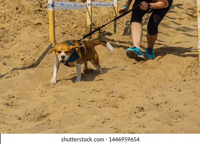 An Angry Dog Pulls The Hostess Along An Obstacle Course On A Leash. To Do This, The Hostess Must Bend Low