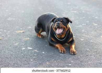 Angry Dog, Rottweiler