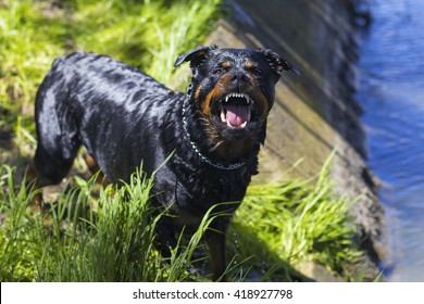 Angry Dog, Rottweiler