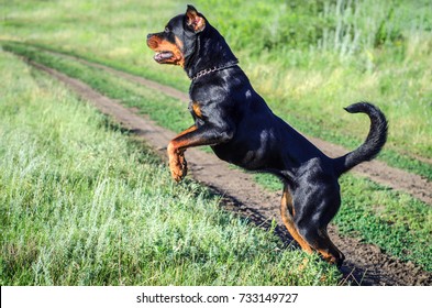 Rottweiler Angry