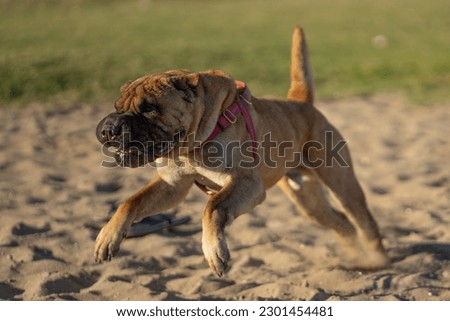 an angry dog running at the beach