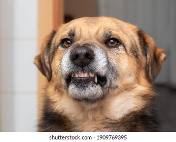 Angry Dog Showing Fangs, Dog Portrait In Profile