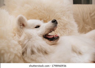  Angry Dog Shows Teeth Lie On Sofa At Home