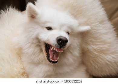 Angry Dog Shows Teeth Lie On Sofa At Home