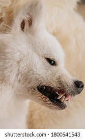 Angry Dog Shows Teeth Lie On Sofa At Home
