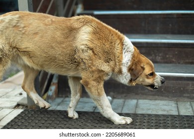 Angry Dog. Stray Dog Grinds His Teeth. Aggressive Animal. Preparing For Attack. Rabies In Dog.