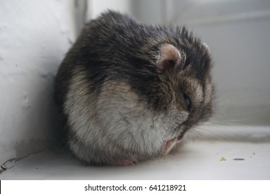 hamster angry