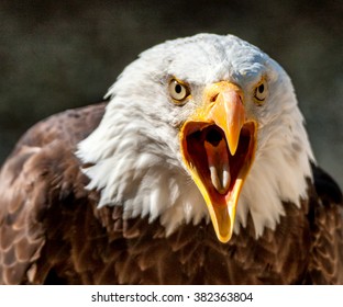 Angry Eagle