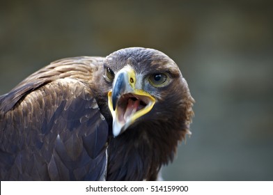 Angry Eagle In The Forest