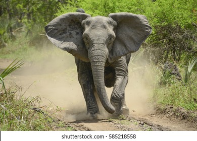 Angry Elephant 