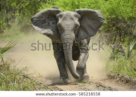 Angry Elephant 