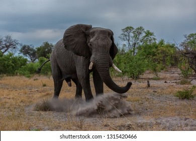 Angry elephant charging, charging elephant in dust and sand with powerful movements
