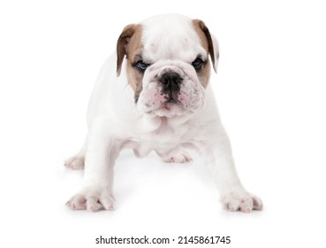 Angry English Bulldog Puppy Standing Looking Stock Photo 2145861745 ...