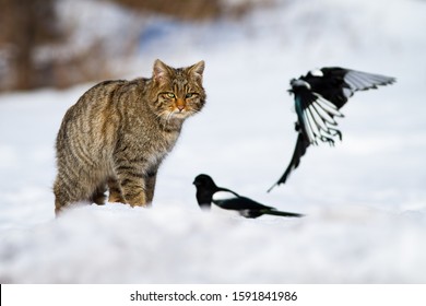 Angry european wildcat, felis silvestris, looking at two magpies in winter on snow. Predator on a hunt in wilderness. Wild animal in cold environment.