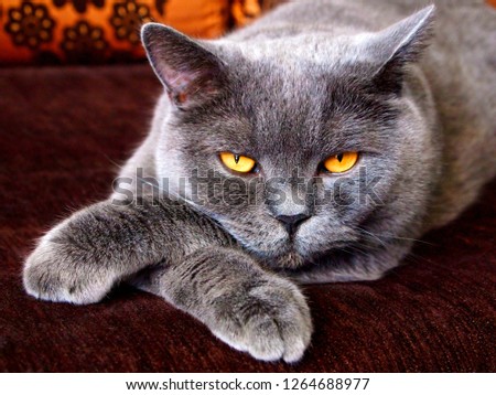 Angry evil cat looks sneaky puts paw on paw. Sneaky cat with bad yellow eyes laying like boss. Angry aggressive cat face closeup in conflict. Angry animal domestic pet theme. Mad ferocious cat at home
