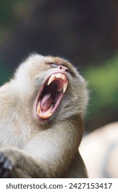Angry expression monkey, Shouting, and opening mouth, short hair brown, Grand Bassin, baboon, Rhesus macaque, Gibraltar, Thailand, animal, zoo, safari, pet, nature, close up