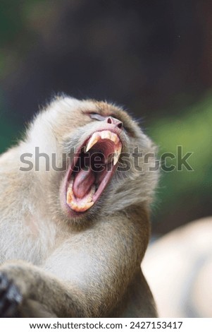 Angry expression monkey, Shouting, and opening mouth, short hair brown, Grand Bassin, baboon, Rhesus macaque, Gibraltar, Thailand, animal, zoo, safari, pet, nature, close up