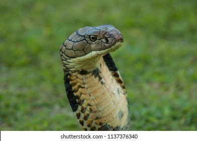 King Cobra Snake Stock Photo 1157625763 | Shutterstock