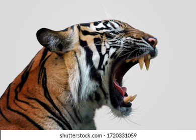 Angry Face Of Sumatran Tiger, Animal Angry, Head Of Tiger Sumatera Closeup With Grey Background 