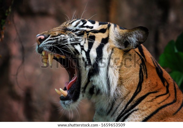 angry tiger side face