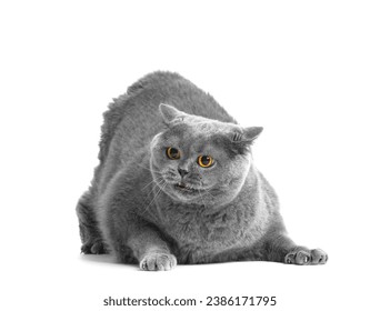 Angry fat British cat on a white background. A frightened gray Scottish cat has opened its mouth and is aggressively growling, hissing, ready to attack or defend itself.