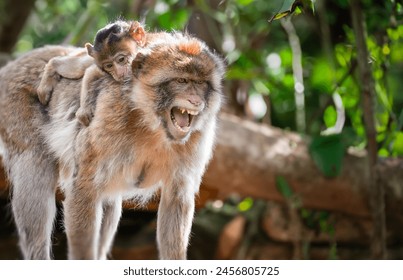 Angry female monkey with open mouth and very young baby monkey on the back showing pointed teeth in rainforest - Powered by Shutterstock