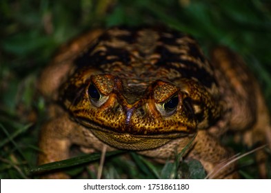 Angry frog in close up - Shutterstock ID 1751861180