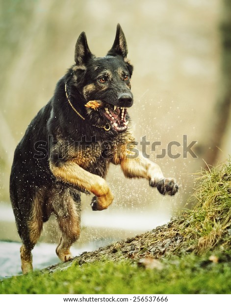 angry and fun german shepherd dog puppy\
running in autumn\
background