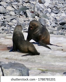 Angry Fur Seal Fighting In Snow, Antarctica