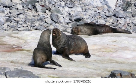 Angry Fur Seal Fighting In Snow, Antarctica