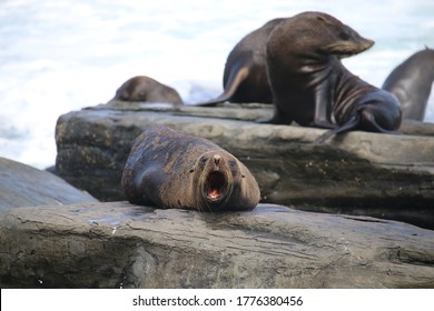 Angry Fur Seal, Kangaroo Island South Australian