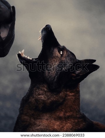 A angry german shephard showing the bite