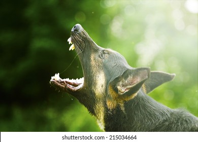 Angry German Shepherd Dog Barks