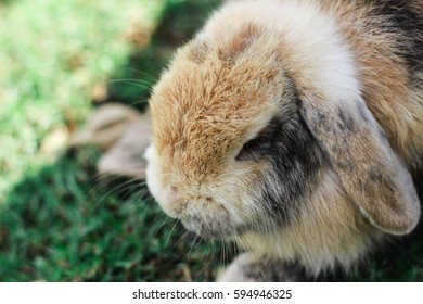 Angry Giant Rabbit