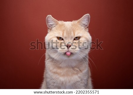 angry ginger british shorthair cat portrait on red background sticking out tongue making funny mischievous face
