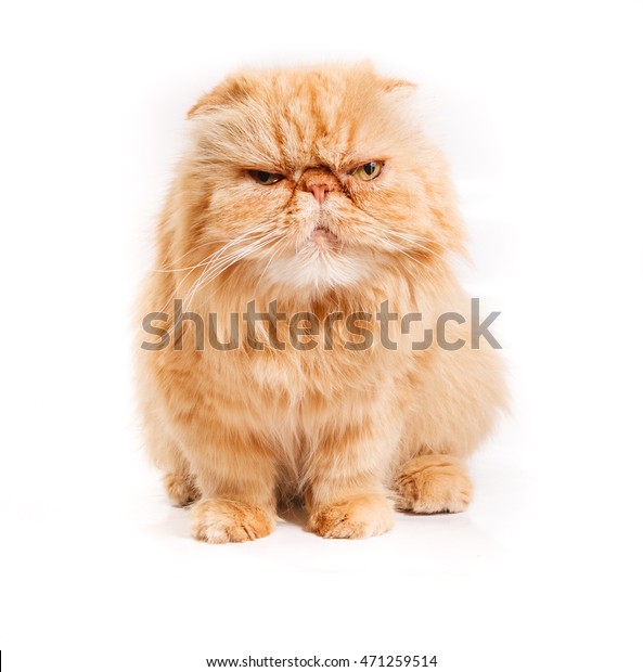 Angry Ginger Cat On White Background Stock Photo 471259514 | Shutterstock