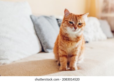 Angry Ginger Cat Relaxing On Couch In Living Room By Cushions. Suspicious Funny Pet Looks At Camera Enjoying Rest At Home