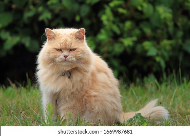 Angry ginger street cat. Displeased ginger cat. - Powered by Shutterstock