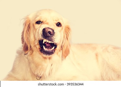 angry-golden-retriever-dog-shows-260nw-3