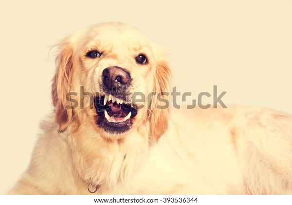 怒った金色のレトリバー犬は歯を見せる ペット の写真素材 今すぐ編集