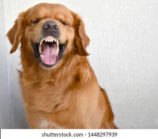 Angry Golden Retriever Showing His Teeth Stock Photo Edit Now 1448297939