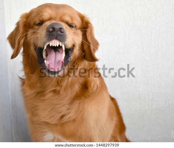 Angry Golden Retriever Showing His Teeth Stock Photo Edit Now 1448297939