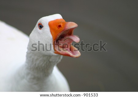 Angry Goose