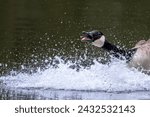 angry Goose.  a Canadian Goose having a bit of a splash about on a lake with water in a nature wildlife reserve. 