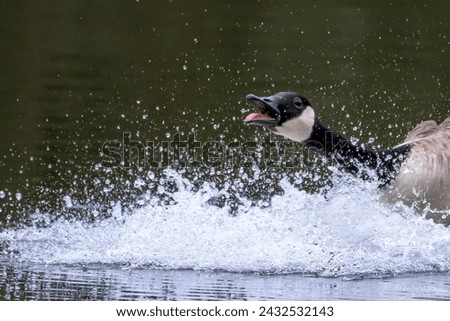 angry Goose.  a Canadian Goose having a bit of a splash about on a lake with water in a nature wildlife reserve. 